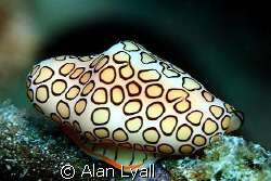Flamingo Tongue - Bonaire - Canon EOS350D; EF-S 60mm; sin... by Alan Lyall 